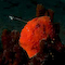 Frogfish